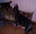 Роха и Баги