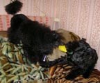 делим игрушку
