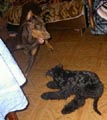 жестокие игры
