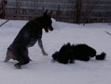 догнал
