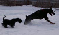 а ну-ка догони!