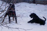 злобный керри