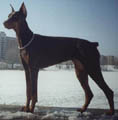 13 месяцев