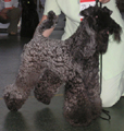 Интерра 2007 - отл.2 СС