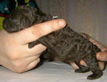 5 дней