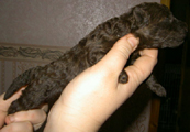 8 дней