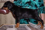 5 недель