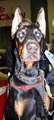CACIB 2004