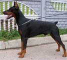 CACIB 2006